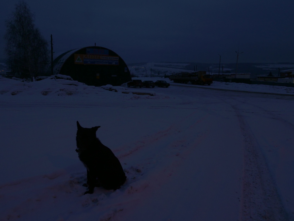 Photo of dog in snow at night.