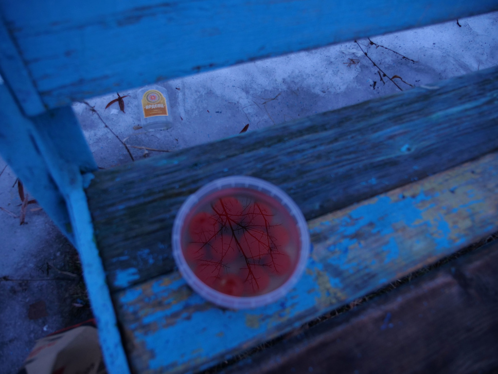 A photo of a reflection of a tree in water held in a container with fruit. The container sits on a blue bench.