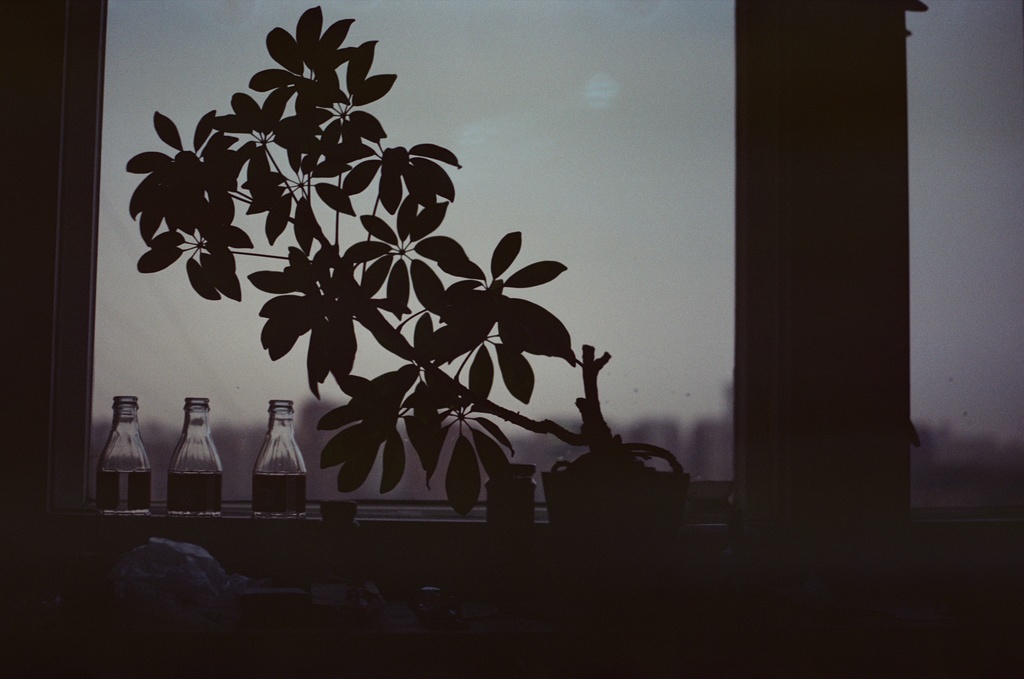 Photo of a backlit plant in front of a window where the sun is setting outside.