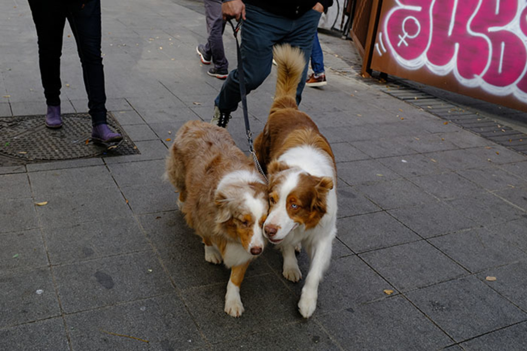 Two dogs being walked with pink graffiti in the background.