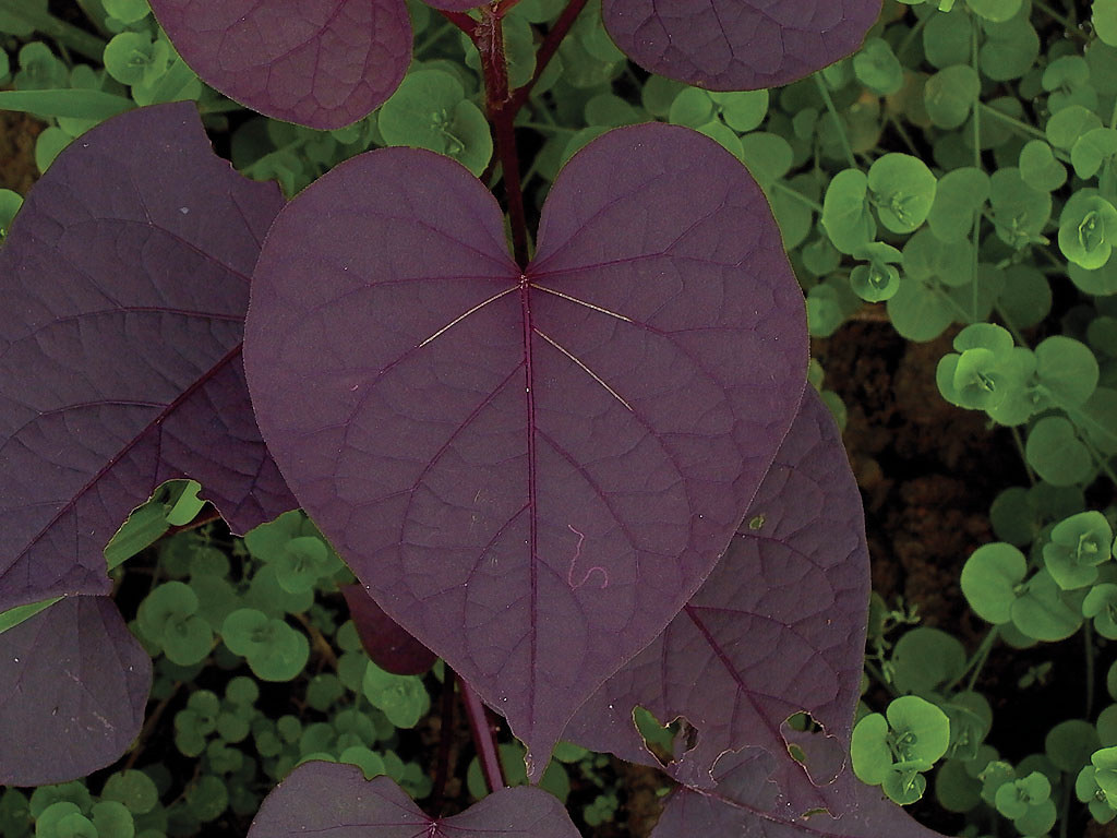 Photo of a purple heart-shaped leaf.
