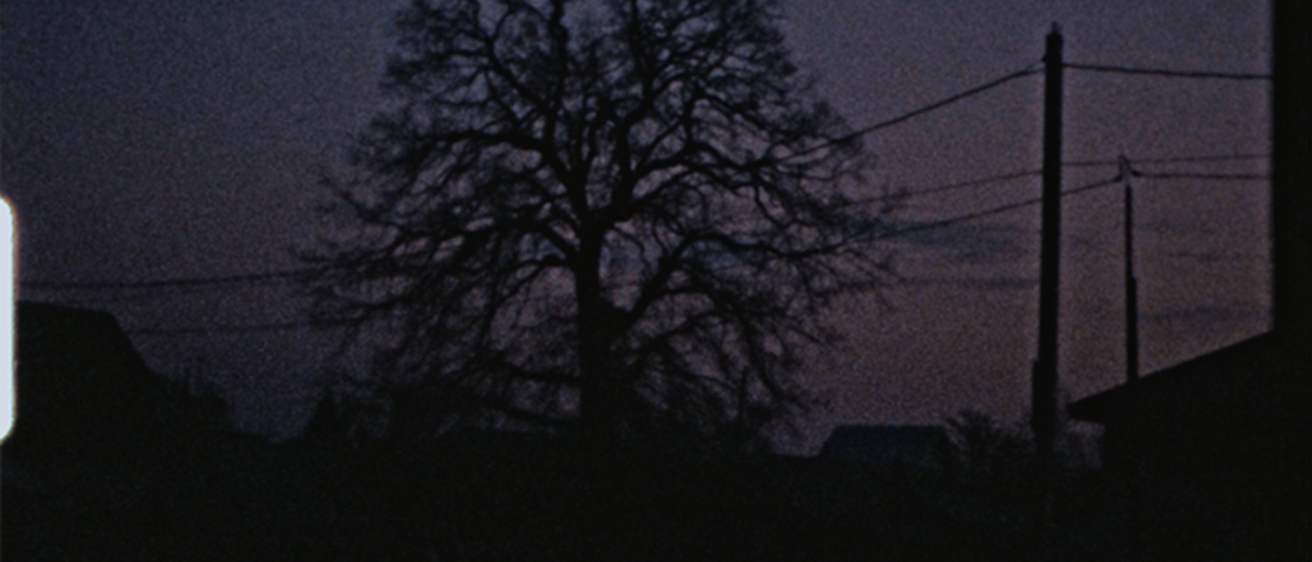 image of a tree at night