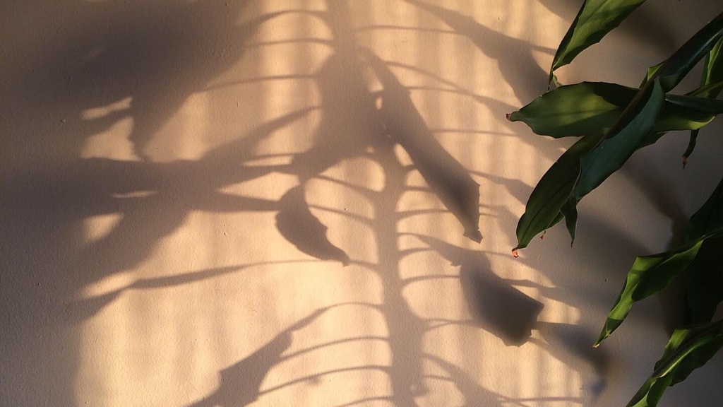 Photo of a plant's shadow with part of the plant visible on the right.