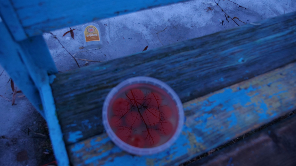 A photo of a reflection of a tree in water held in a container with fruit. The container sits on a blue bench.