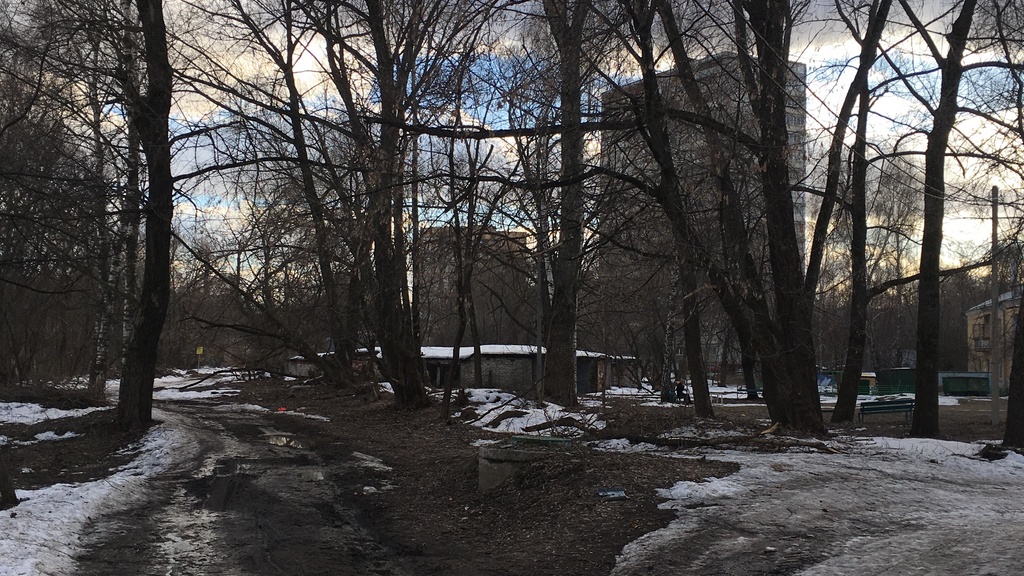 Photo of woods in winter looking through trees at high-rise buildings.