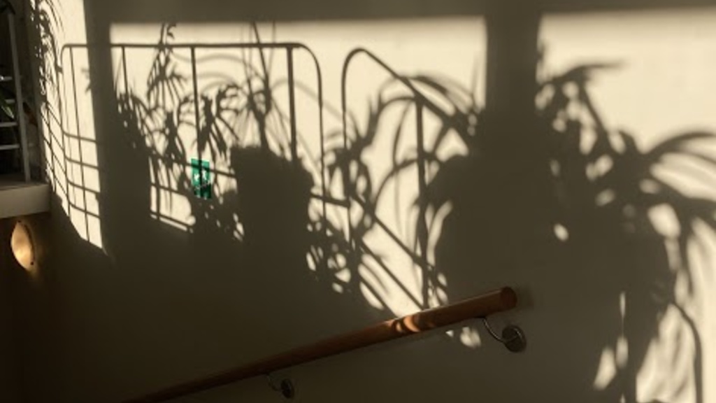 shadows of plants on a wall
